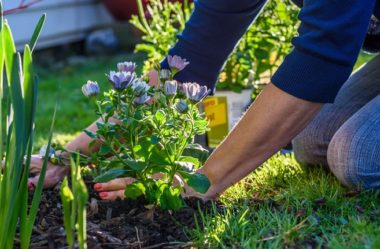 9 TIPOS DE PLANTAS que todo Jardim precisa ter