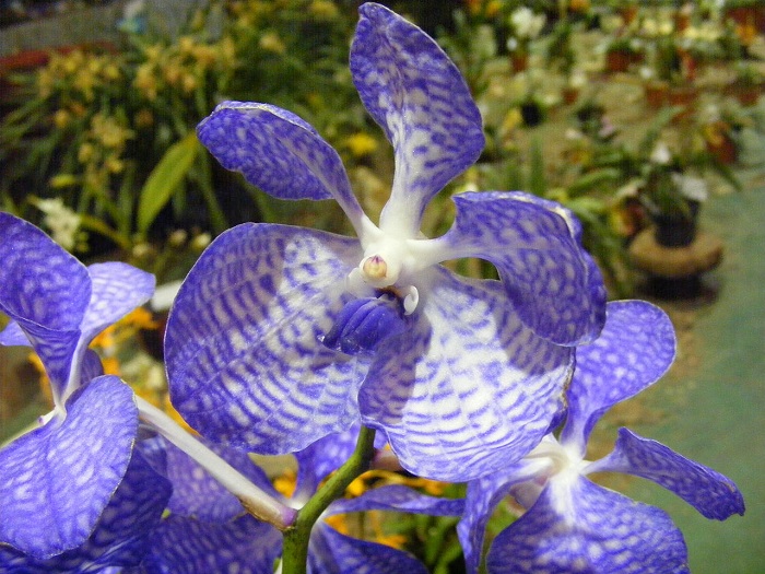 Uma orquídea pode exigir necessidades especiais