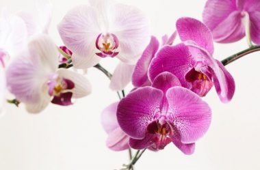 Como Cultivar ORQUÍDEAS – Guia Definitivo para Você