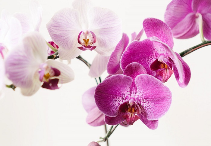As orquídeas podem não ser tão difíceis ou frágeis como você foi levado a acreditar.