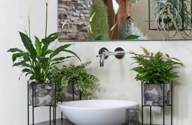 PLANTAS PARA BANHEIRO | Conheça 10 Tipos para Usar