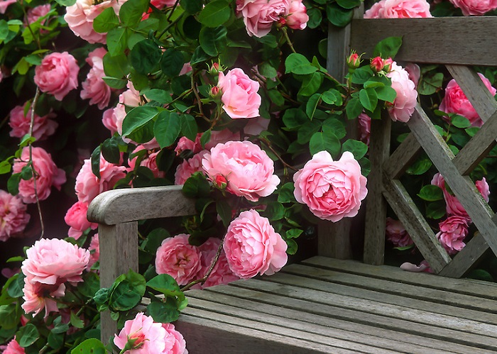 Tipos de Plantas. Rosas são lindas e românticas em qualquer ambiente de jardim