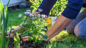 9 Tipos de Plantas que todo Jardim precisa ter!