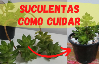 Novo Vídeo: SUCULENTAS COMO CUIDAR – Veja como Fazer a Manutenção das Suculentas!