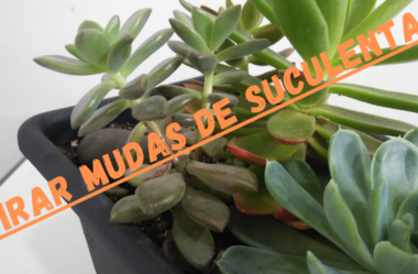 Novo Vídeo: TIRAR MUDAS DE SUCULENTAS Já Formadas Sem Utilizar as Folhas