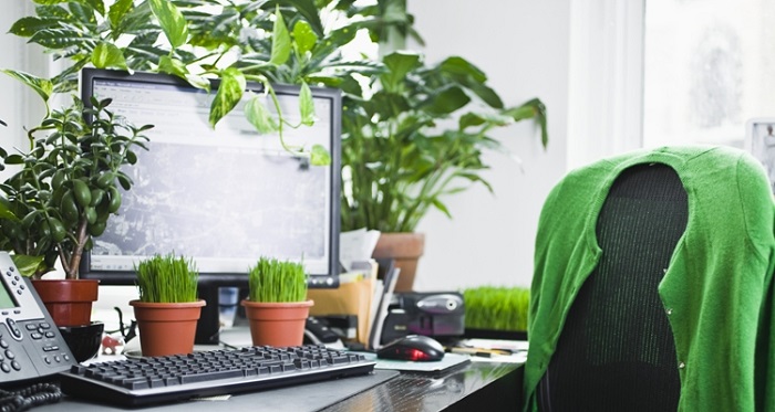 PLANTAS DE INTERIOR: As Melhores DICAS para Cultivá-las plantas para interior 2 3 - PLANTAS DE INTERIOR: As Melhores DICAS para Cultivá-las