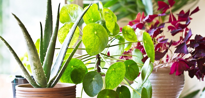 PLANTAS DE INTERIOR: As Melhores DICAS para Cultivá-las plantas para interior4 1 - PLANTAS DE INTERIOR: As Melhores DICAS para Cultivá-las