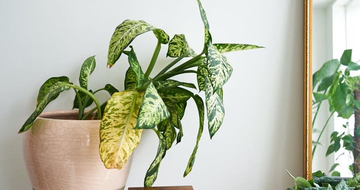 PLANTAS DE INTERIOR: As Melhores DICAS para Cultivá-las plantas para interior5 - PLANTAS DE INTERIOR: As Melhores DICAS para Cultivá-las