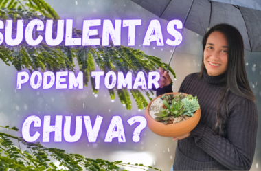Novo Vídeo: SUCULENTAS PODEM TOMAR CHUVA? DESCUBRA SE FAZ MAL PARA SUAS SUCULENTAS E CACTOS!