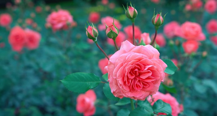 Planta não floresce. Roseiras que dão muita flor são resultado de podas radicais e regulares. 