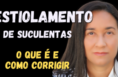 Novo Vídeo: Suculentas ESTIOLADAS. E agora? PLANTA quase sem folha? Como corrigir ESTIOLAMENTO