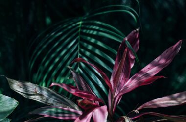 PLANTAS DE SOMBRA – 15 Plantas para Cultivar em Casa