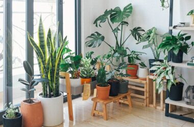 PLANTAS SAUDÁVEIS | Conheça 9 DICAS Essenciais e Fáceis