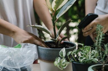 7 PLANTAS DIFÍCEIS de cuidar que valem a pena