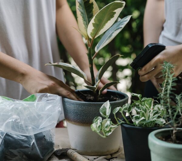 Plantas Dif Ceis De Cuidar Que Valem A Pena