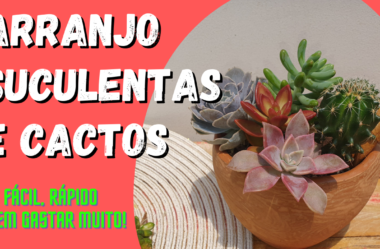 Novo Vídeo: ARRANJO de Suculentas e Cactos | FÁCIL, RÁPIDO E SEM GASTAR MUITO!