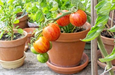 IDEIAS DE JARDINAGEM: 9 DICAS PARA VOCÊ COMEÇAR