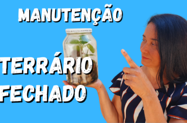 Novo Vídeo: MANUTENÇÃO DE TERRÁRIO FECHADO: Veja como é Fácil Cuidar do seu Terrário!