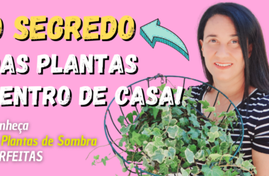 O SEGREDO das Plantas Dentro de Casa: Plantas de Sombra