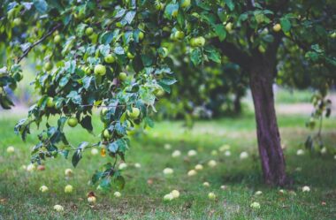 JARDIM SUSTENTÁVEL: 10 Passos Para Ter O Seu!