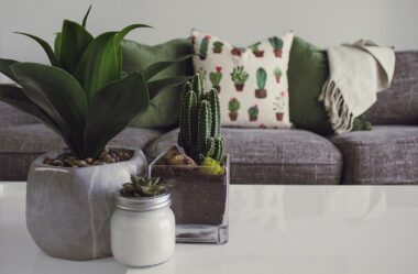 4 Dicas para Escolher os MELHORES VASOS PARA PLANTAS