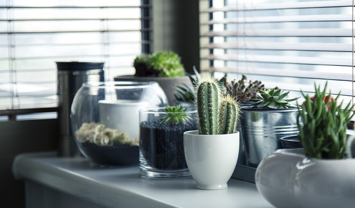  Os potes de cerâmica são o tipo de recipiente mais popular para plantas domésticas atualmente. Você os encontrará em todos os tipos de estilos, cores e tamanhos.