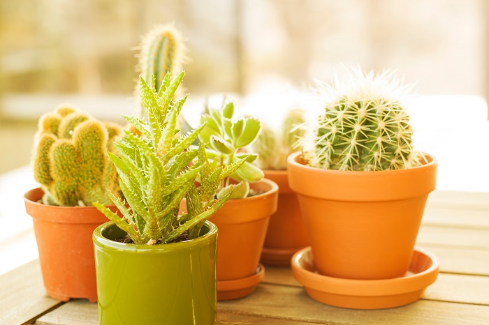 Conhecer as características dos materiais de um vaso é um critério que também pode ajudar a manter suas plantas saudáveis!