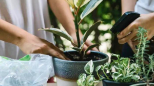 7 PLANTAS DIFÍCEIS de cuidar que valem a pena