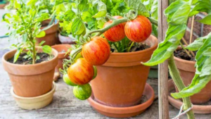 IDEIAS DE JARDINAGEM: 9 DICAS PARA VOCÊ COMEÇAR