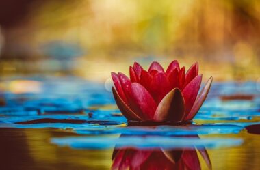 FLOR DE LÓTUS: 8 Curiosidades Desta Planta Aquática Muito Especial