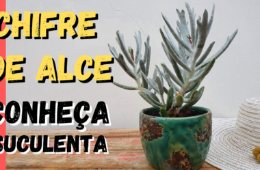 Novo Vídeo: Conheça a Suculenta CHIFRE DE ALCE! E Saiba Como Cuidar