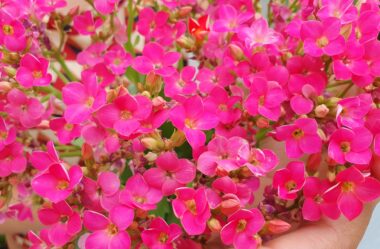 Novo Vídeo: O que todo mundo deveria saber sobre a SUCULENTA KALANCHOE
