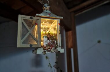 Novo Vídeo: Você Nunca Viu Antes! LANTERNA DE SUCULENTAS – Plante esta NOVIDADE!