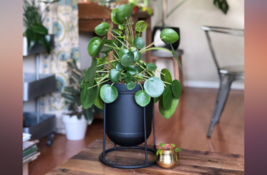 Pilea Peperomioides – A Nova Queridinha 1º do Brasil! Como Cuidar