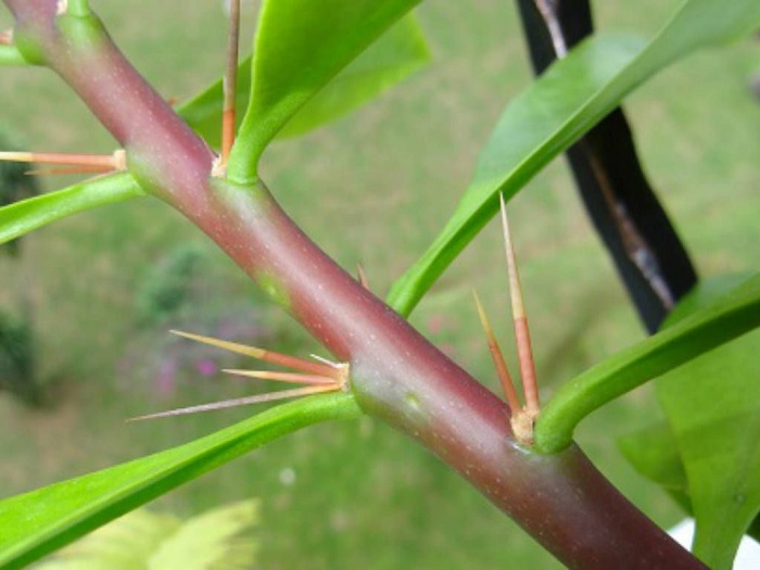 Ora-pro-nobis/ Palavra nativa que significa “fruta com espinhos”, a Peireskia aculeata é uma planta perene pertencente à família dos cactos que está presente na zona intertropical das Américas