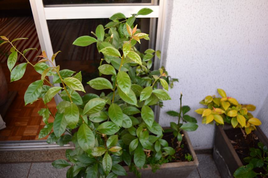 Para aproveitar melhor o espaço, cultive junto com plantas rasteiras. Tenha em mente que a ora-pro-nobis possui espinhos, que podem dificultar o manejo do vaso.