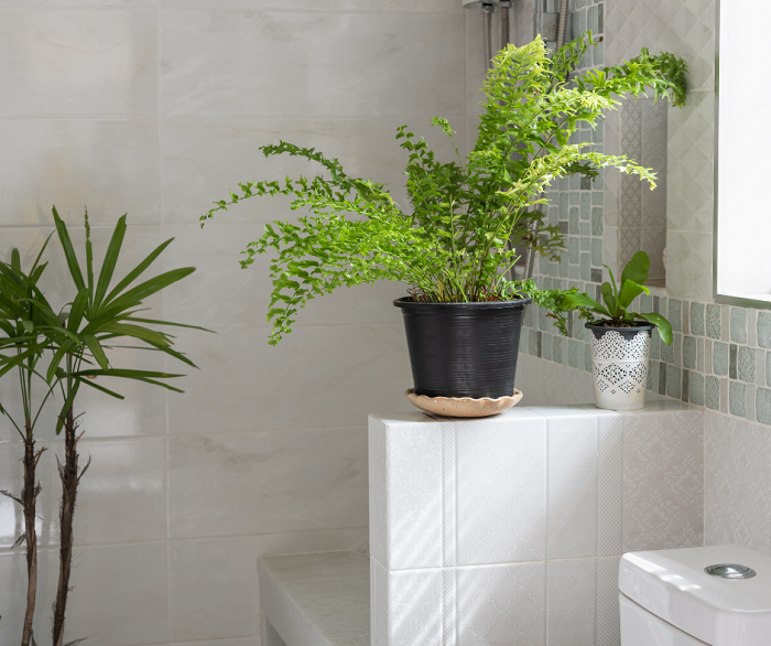 Uma boa dica é colocar a planta dentro do banheiro porque é um dos lugares mais úmidos da casa. Se tiver chuveiro elétrico, melhor ainda porque o calor ajuda a aumentar a temperatura do ambiente