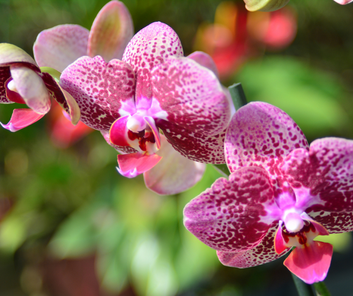 A variegação pode ocorrer também nas pétalas das flores. Os Hibiscos e algumas orquídeas são bons exemplos disso.