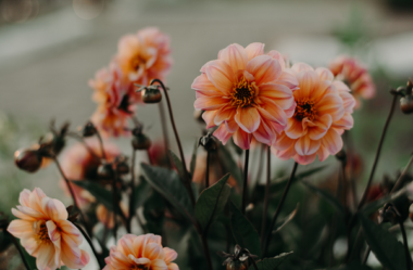 8 SEGREDOS DAS FLORES para ter um Jardim Muito Mais Florido