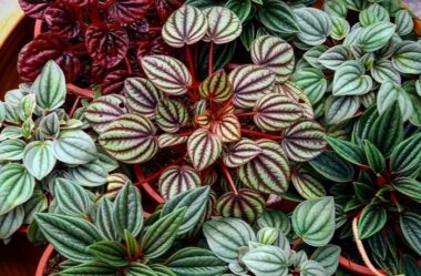 PEPERÔMIAS: GUIA COMPLETO nº 1 sobre essas Plantas