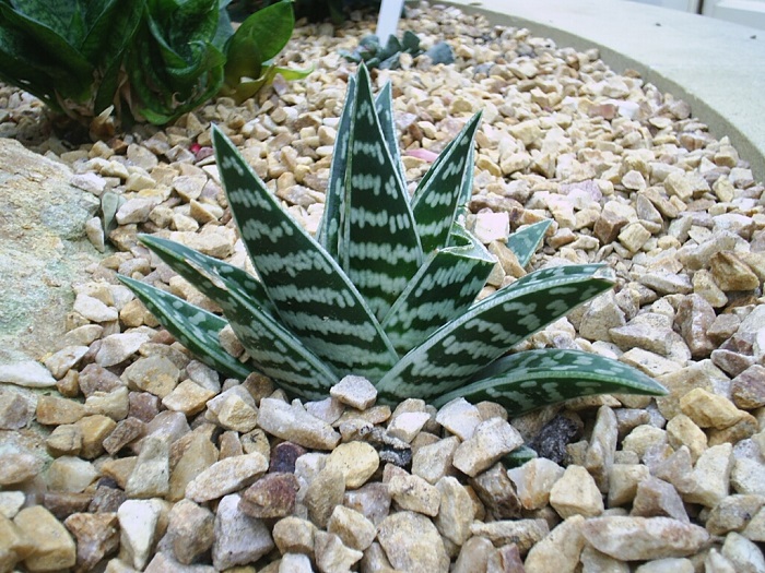Aloe variegata - 12 IDEIAS De Projeto de Jardim para uma ÁREA DE PISCINA