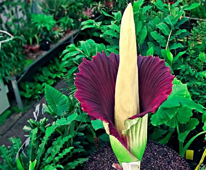 Amorphophallus Titanum - Descubra 17 Fatos Surpreendentes sobre Jardins