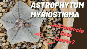Astrophytum Myriostigma – Como Cuidar e Cultivar este Cacto