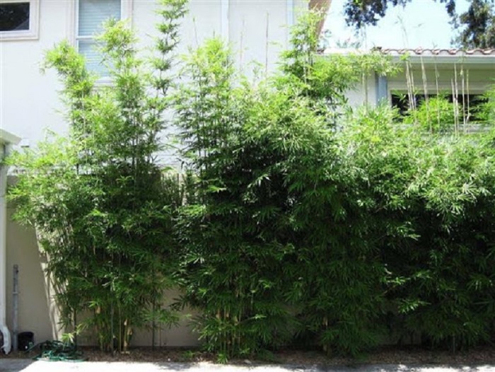 Bambuzinho-de-jardim