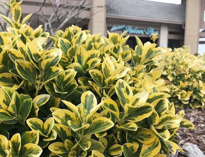 Evônio: Golden euonymus (Euonymus japonicus 'Aureomarginatus') é um arbusto colorido de folhas verdes e douradas. Versátil, requer cuidados mínimos e pode atingir 1,80 m de altura.