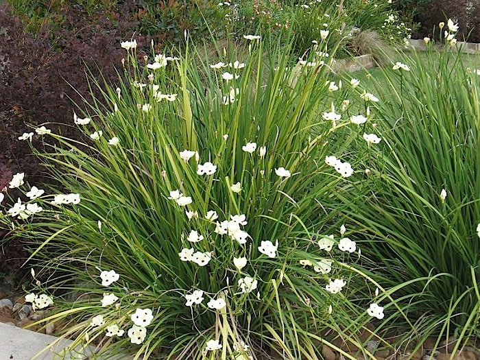 Lírio da quinzena/ Moréia:  quase sempre florescendo, as flores brancas exóticas do lírio da quinzena (Dietes iridioides) brotam de lâminas duras de folha perene com 60 a 90 centímetros de altura.