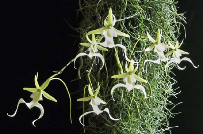 Orquidea fantasma - Conheça as 12 PLANTAS RARAS do Mundo