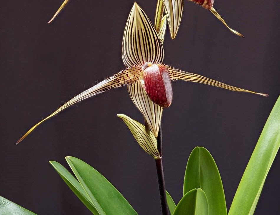 Orquídea Sapatinho de Rothschild 