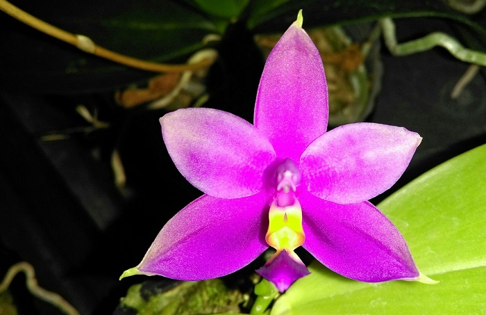 Phalaenopsis violacea - Descubra 17 Fatos Surpreendentes sobre Jardins