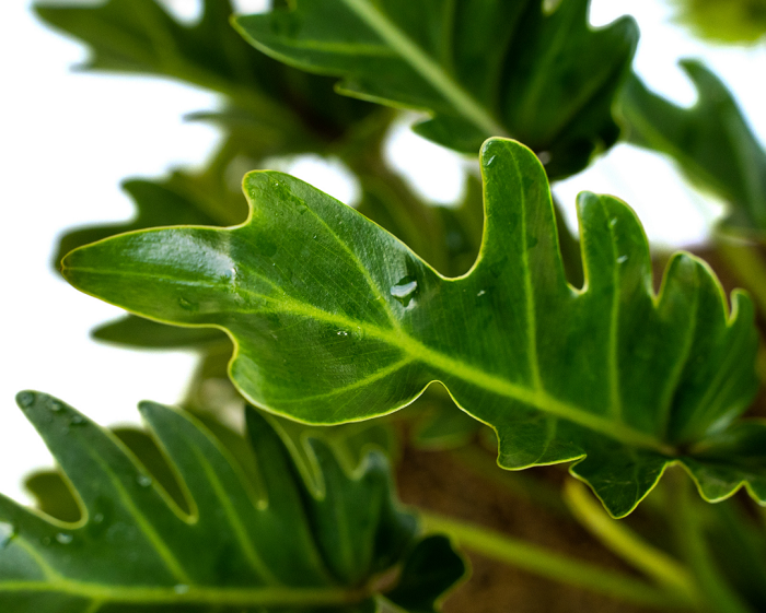 Xanadu é uma planta perenifólia densa (mas tenra), que se espalha pelo tamanho e mede cerca de um metro de altura por um metro e meio de largura